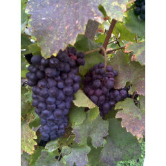 Vinohradníctvo v obci  Lúčnica nad Žitavou